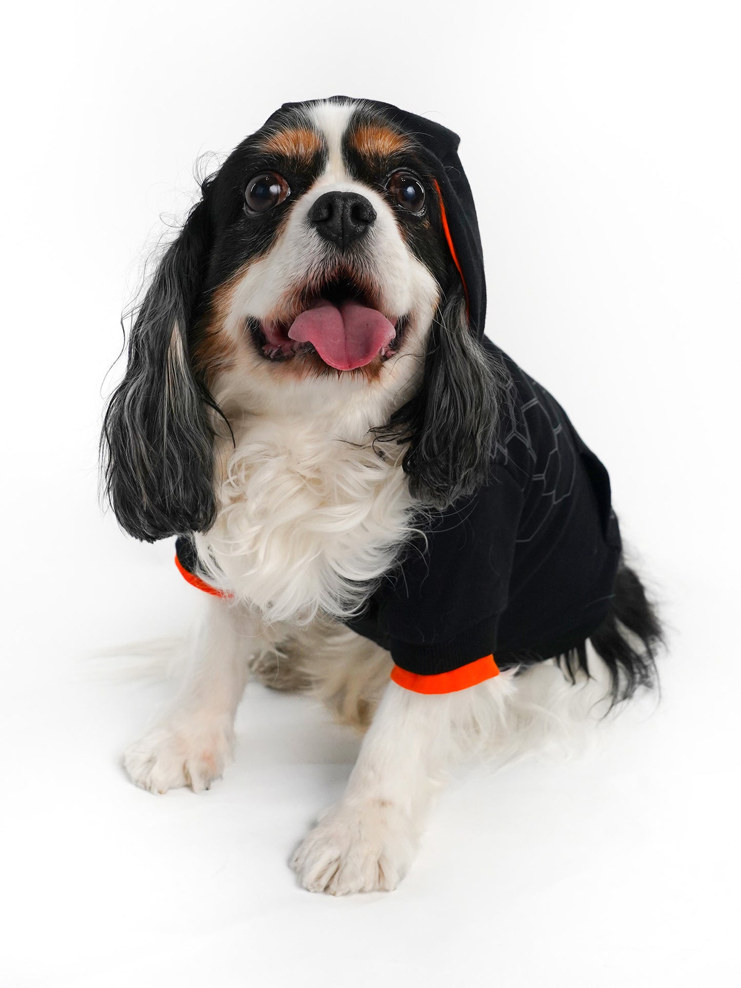 Model: Charlie, Breed: King Charles Spaniel, Size: Large