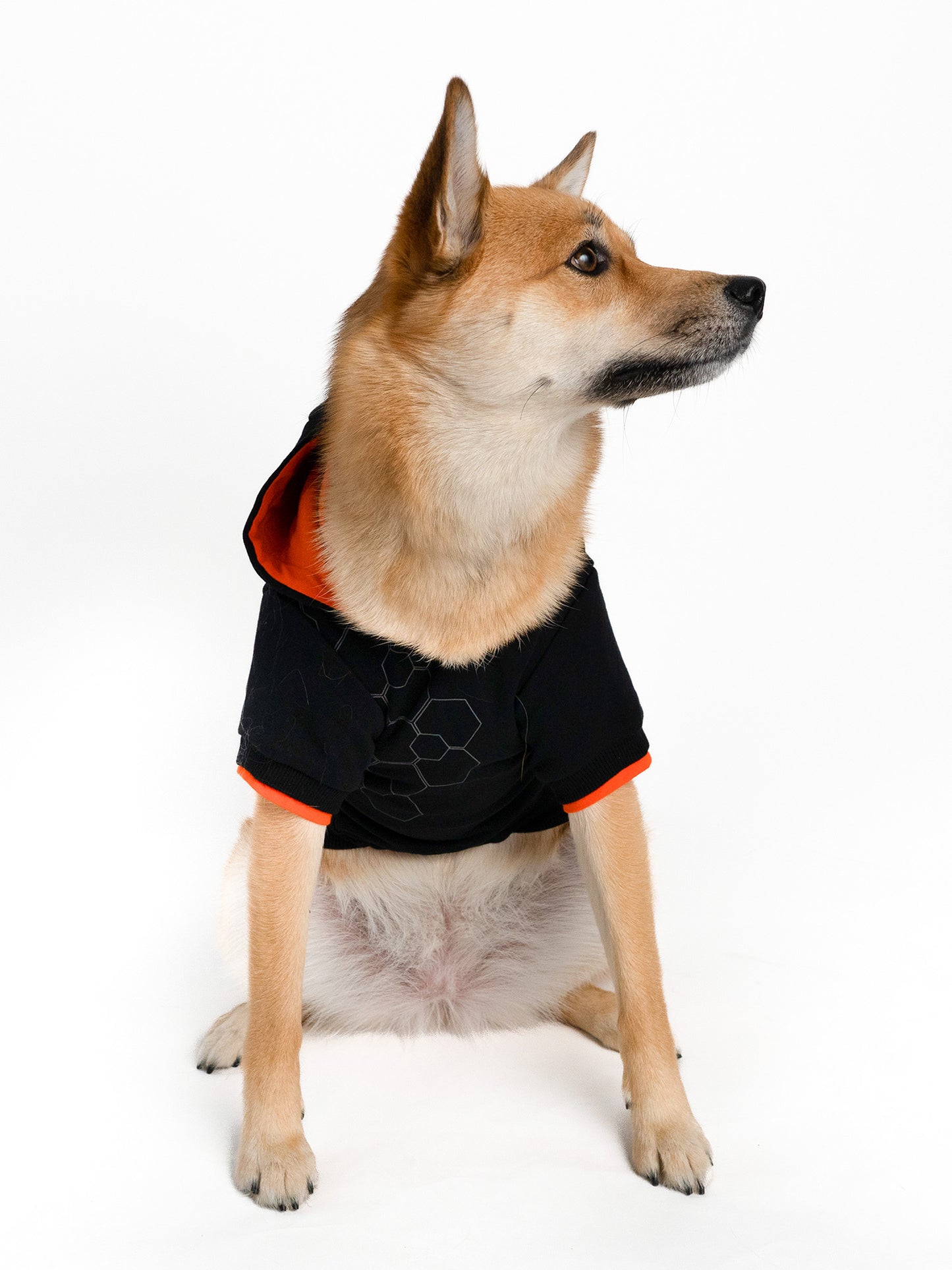 Model: Ripley, Breed: Pomsky, Size: X-Large