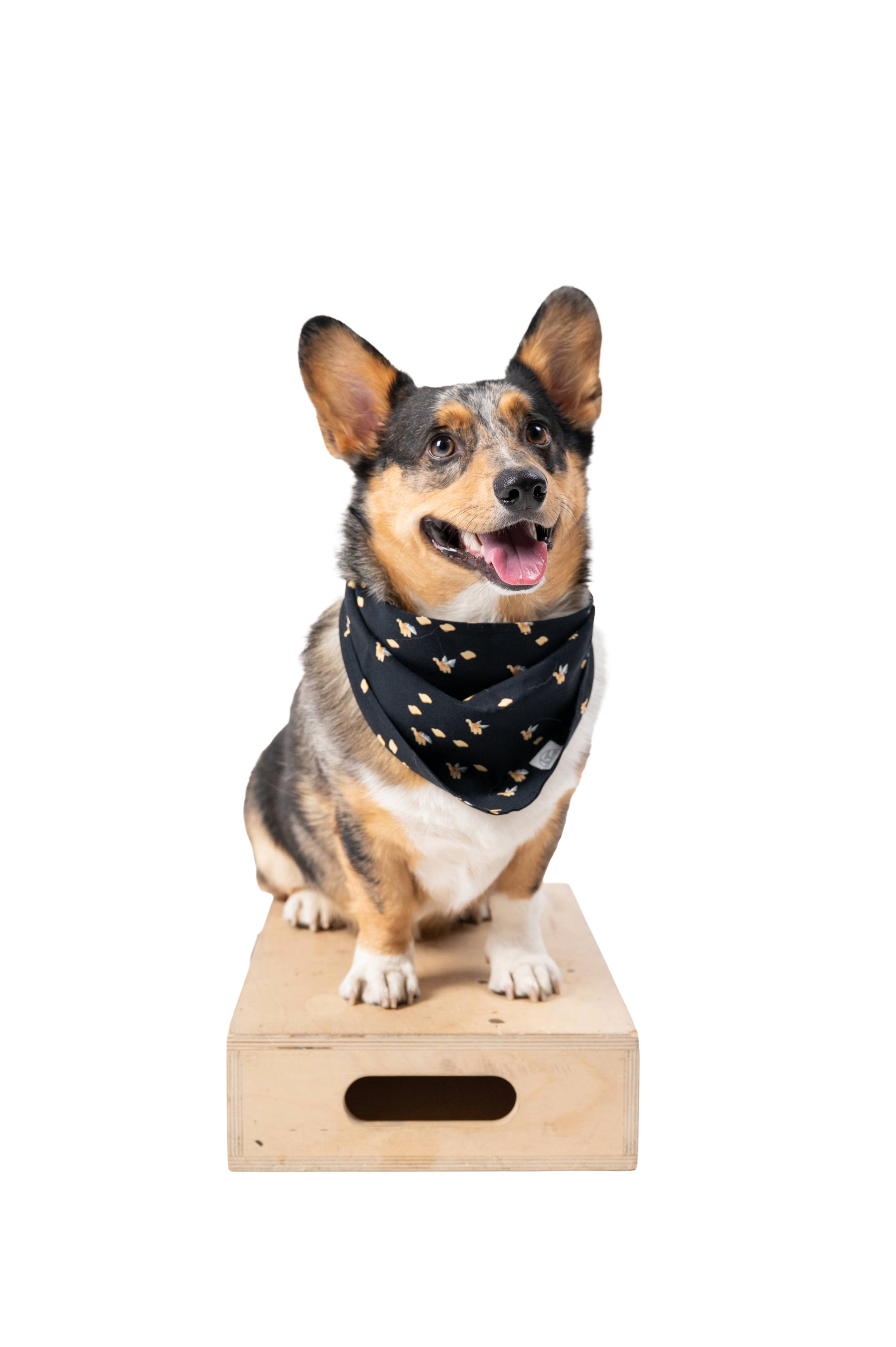 Screensaver Pet Bandana