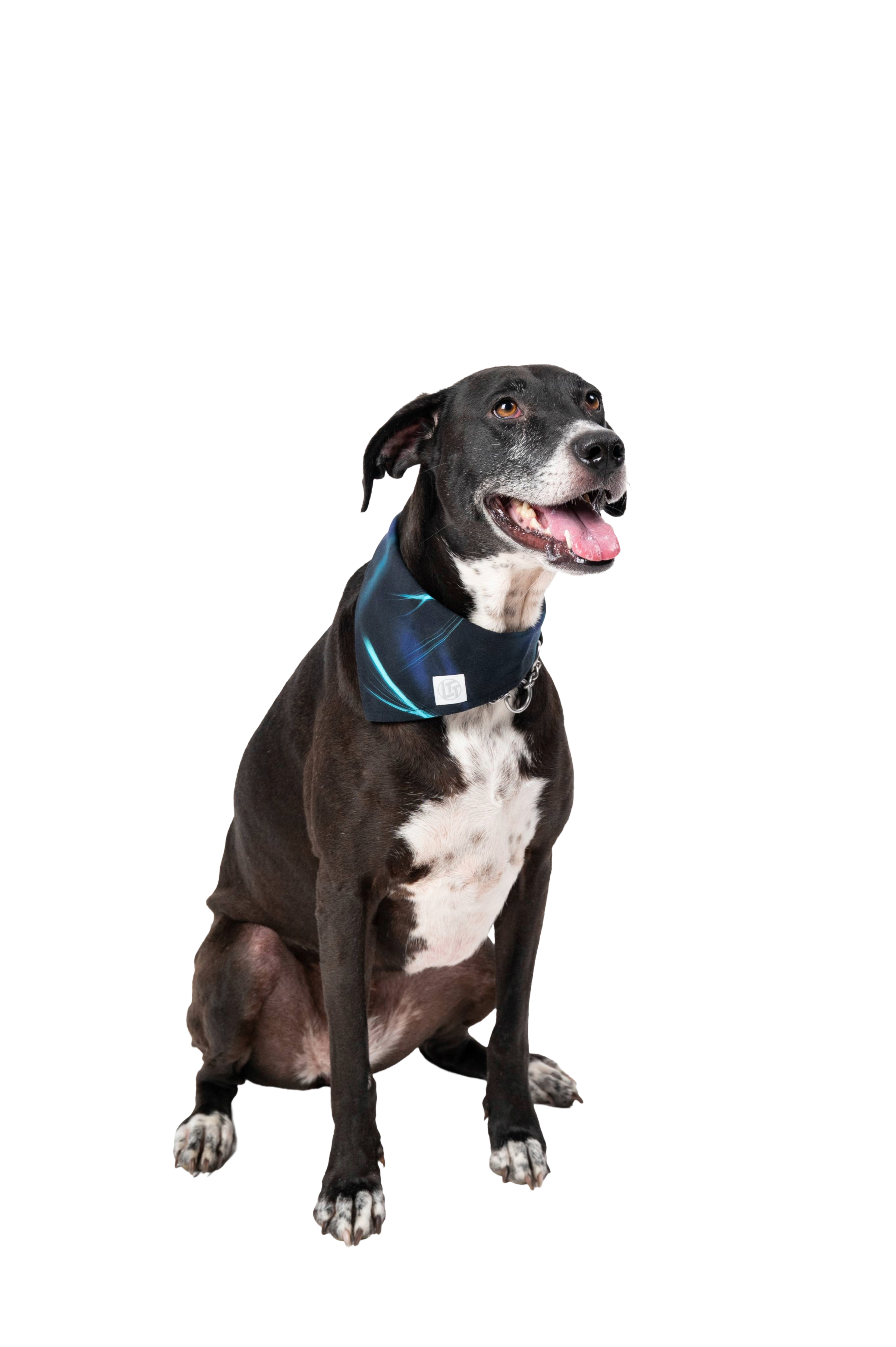 Screensaver Pet Bandana