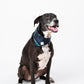 Screensaver Pet Bandana