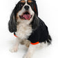 Model: Charlie, Breed: King Charles Spaniel, Size: Large