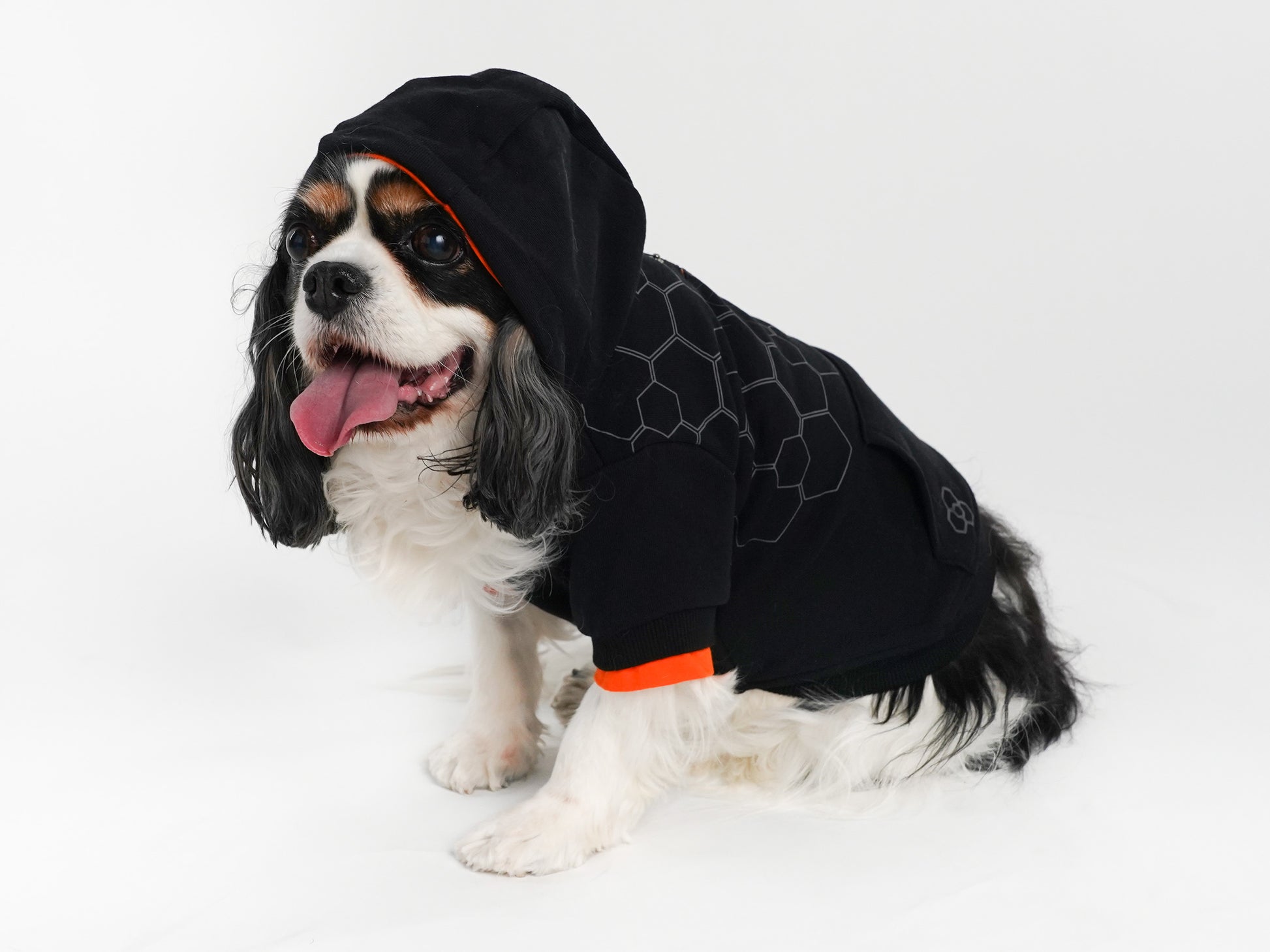Model: Charlie, Breed: King Charles Spaniel, Size: Large