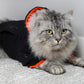 Model: Arlo, Breed: Doll Face Persian Siberian Cross, Size: Large