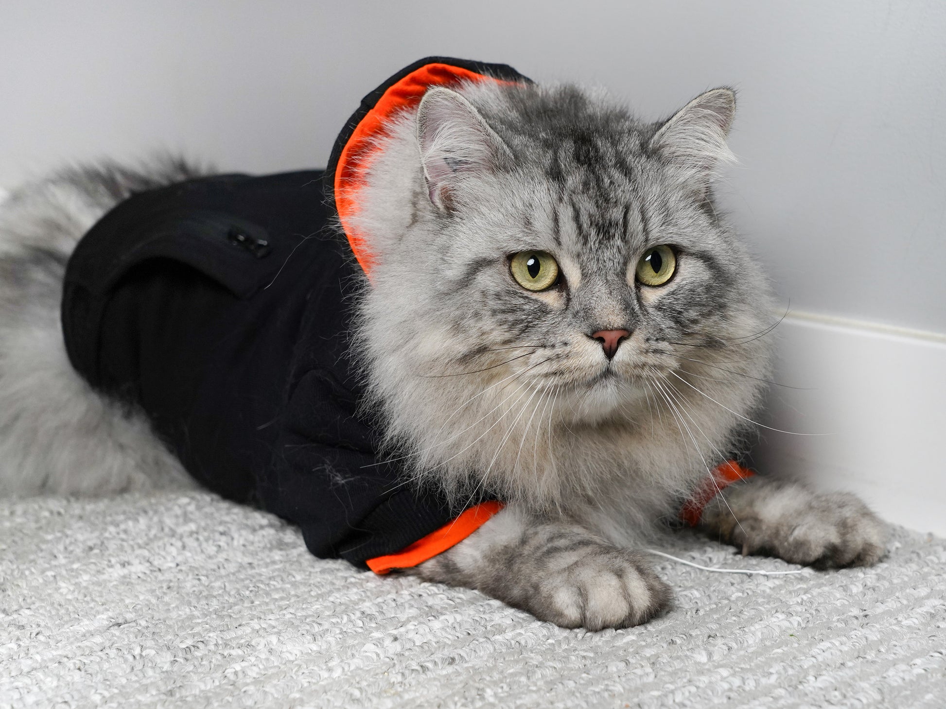 Model: Arlo, Breed: Doll Face Persian Siberian Cross, Size: Large