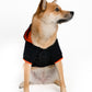 Model: Ripley, Breed: Pomsky, Size: X-Large