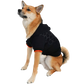 Model: Ripley, Breed: Pomsky, Size: X-Large