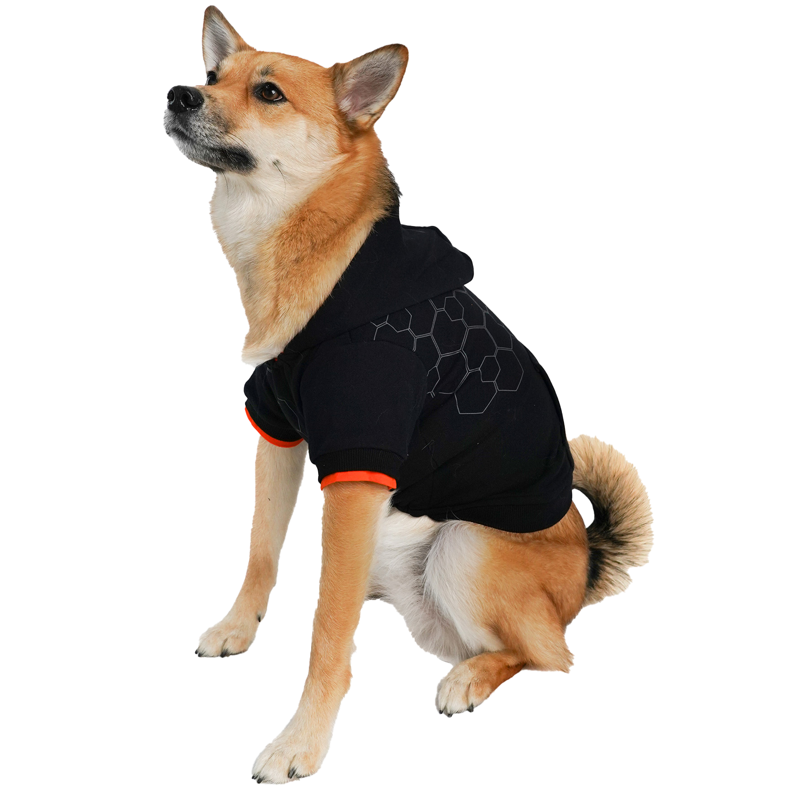 Model: Ripley, Breed: Pomsky, Size: X-Large